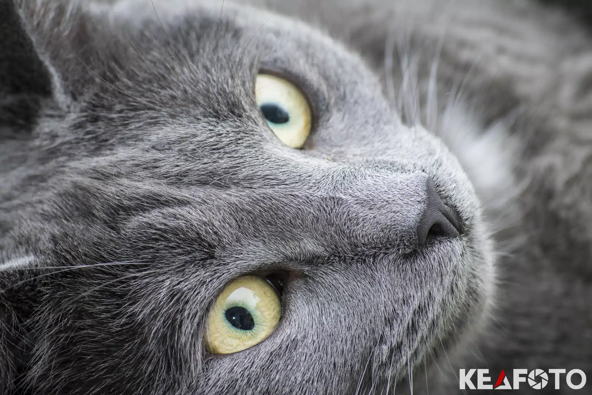 Nærbillede af grå kat med skinnende gule øjne